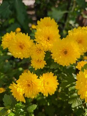 Close-up of vibrant yellow chrysanthemum-like flowers, bathed in bright sunlight. This cheerful floral scene captures natural beauty, fresh blooms, and the joyous spirit of a garden.
