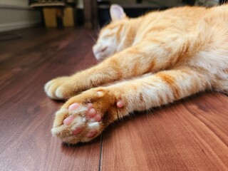 Close-up of a ginger tabby cat's pink paw pads resting on a wooden floor, with the cat sleeping...