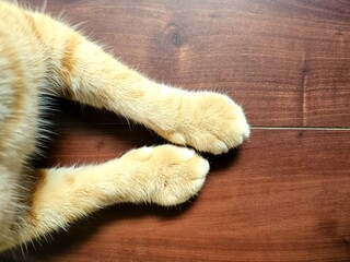 Close-up of adorable orange tabby cat paws resting on a wooden floor. The soft fur and symmetrical...