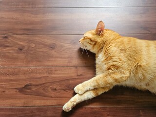 Orange tabby cat peacefully sleeping on a wooden floor with a relaxed posture. Warm natural light highlights the soft fur and tranquil mood in this cozy indoor scene.