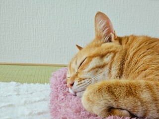 Adorable orange tabby cat peacefully napping on a pink fluffy cushion in a traditional Japanese tatami room. Ideal for pet care, relaxation, and cozy lifestyle themes.