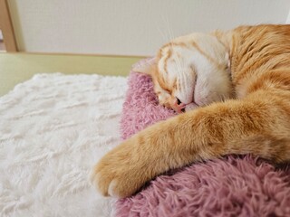 Close-up of an orange tabby cat stretching its paw while peacefully sleeping on a fluffy pink...