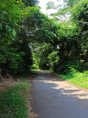 View of a road on a sunny day day through the dense forest. 