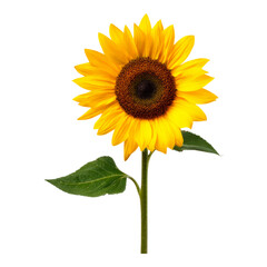 Obraz premium Bright Sunflower with Green Leaf on Transparent Background