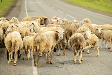 Herd of sheep on a rural road, blocking the path for vehicles.