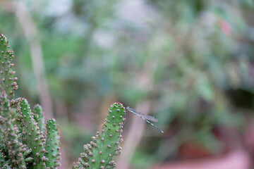 damselfly on the cactus