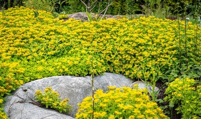 Sedum flowers arrangement on a rock outcrop