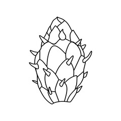 Prickly pear cactus fruit in clean outline vector style, simple and isolated botanical icon with thorn details.