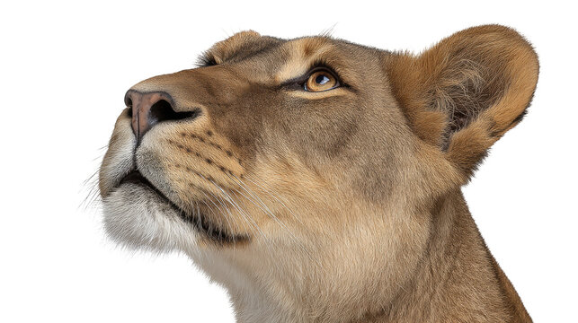 Lioness isolated transparent background with detailed fur - Powered by Adobe
