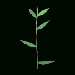 young plant on black