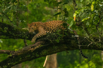 A Leopard relaxing in a tree