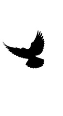 Obraz premium Silhouette of a bird in flight with wings spread against a plain white background in a simple design