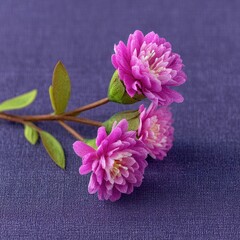 Purple Flower Still Life