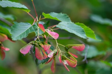 Close-up view of maple seeds at the end of a branch, red in color
