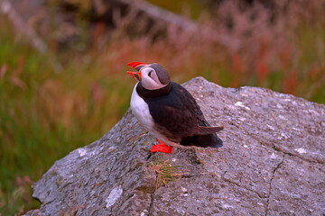 Puffins, colorful pelagic seabirds on coastal cliffs in Runde island, Norway