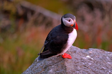 Puffins, colorful pelagic seabirds on coastal cliffs in Runde island, Norway