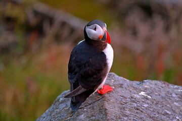 Puffins, colorful pelagic seabirds on coastal cliffs in Runde island, Norway