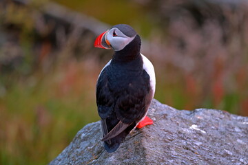Puffins, colorful pelagic seabirds on coastal cliffs in Runde island, Norway
