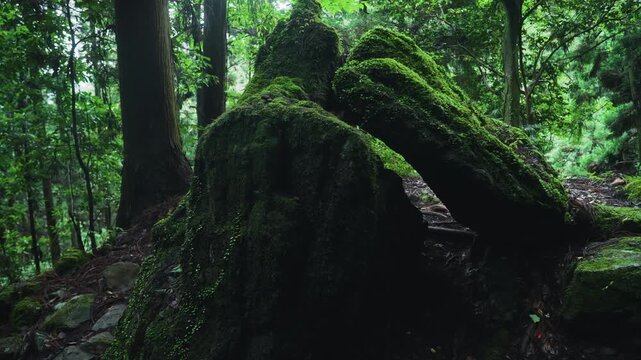 Sacred Kesa-kake-ishi Rock near the 55th Choishi Marker on the Pilgrimage Path to Koyasan 世界遺産 高野参詣道 町石道 55町石 「袈裟掛石(鞍掛石・くぐり石)」和歌山県高野町