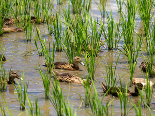 合鴨農法を行う水田の風景