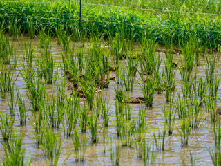 合鴨農法を行う水田の風景