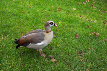 Egyptian Goose