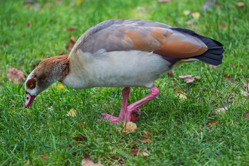 Egyptian Goose