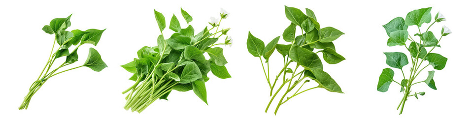 Fresh Green Leaves of Various Herbs Displayed, isolated on transparent background.