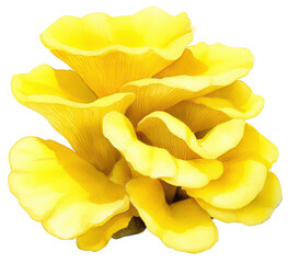 Vibrant Yellow Flower Bloom with Soft Petals and Delicate Structure, isolated on transparent background.