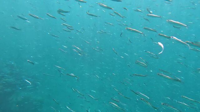 Closeup of big shoal of silver baitfish tropical fish swimming and darting fast in blue ocean water in Amed, Bali Indonesia