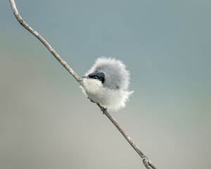 Balança rabo do nordeste (Polioptila atricapilla) com o vento soprando em suas penas sob um lindo fundo desfocado