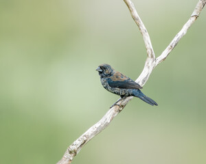 Tiziu jovem (Volatinia jacarina) pousado em um galho sob um fundo verde desfocado