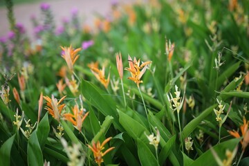 spring crocus flowers