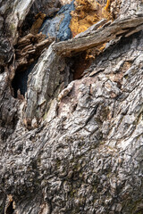 bark of a tree