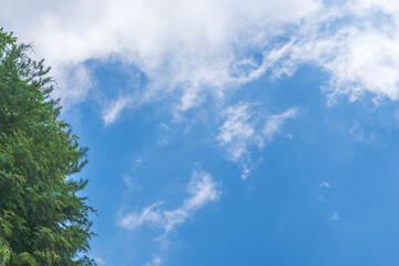 夏の空　夏山から見る青空と雲と樹木35