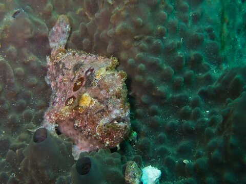 Spotfin frogfish resting on sponge in Izu, Japan