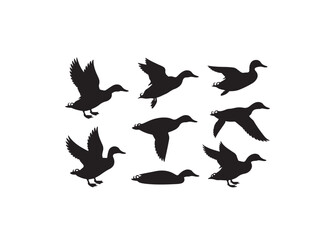 Obraz premium Collection of duck silhouettes vector in various poses isolated on white background silhouette