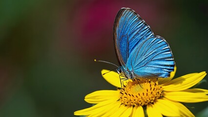 Obraz premium Close-up macro shot of a vibrant blue butterfly delicately perched on a bright yellow flower with a soft blurred background, showcasing the intricate textures and colors of the butterfly wings, nature