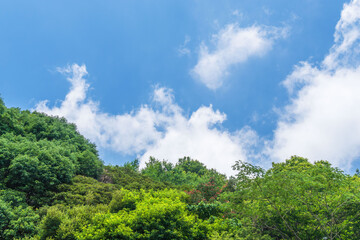 夏の空　夏山から見る青空と雲と山の木々67