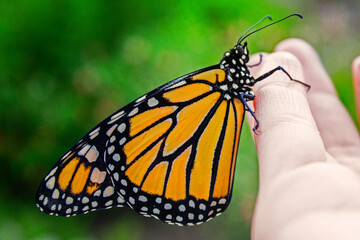 butterfly on hand