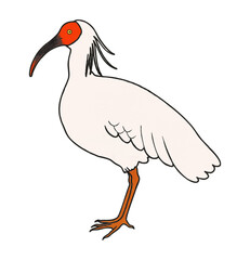 朱鷺（トキ）のイラスト素材　ベクター
