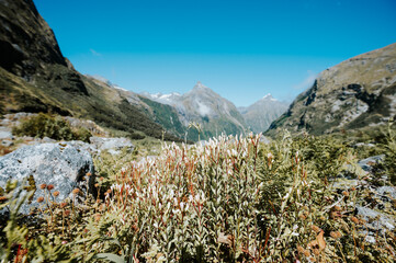 View from Milford Track, Fiordland National Park, New Zealand