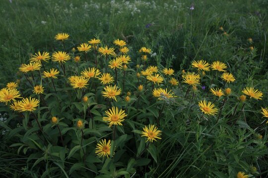 yellow flowers in the grass