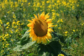 field of sunflowers