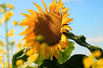 bee on sunflower