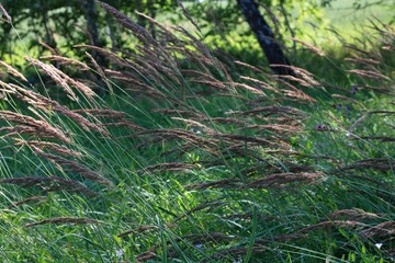 grass in the forest