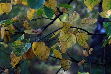 autumn leaves in the sun