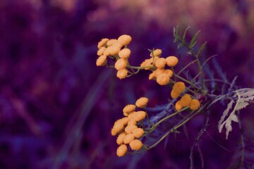 close up of a flower