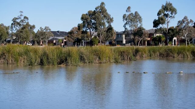 Residential wetlands with a still water body reflecting modern houses in Point Cook, Victoria. Suburban living and preserved natural habitat, sustainable integration in an Australian neighborhood