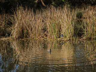 Small Coot Floating In Front Of Swamphen